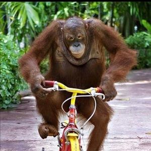 Meet your Posher, Bodhi